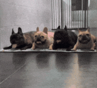 Dog GIF