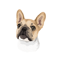 Sushipp Sticker by Pickle's Pawtraits