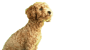 Mokiderpudel poodle toypoodle moki zwergpudel Sticker
