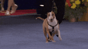GIF by Hallmark Channel