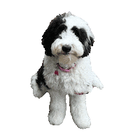 Black And White Dog Sticker