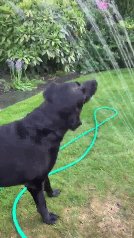 Labrador Drinks From Garden Sprinkler