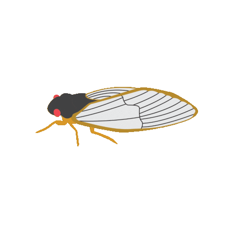 calssocial giphygifmaker cicada cicadas broodx Sticker