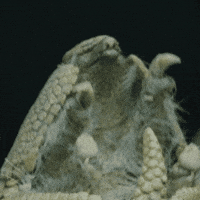 Happy Lets Go GIF by Valley Zoo Development Society