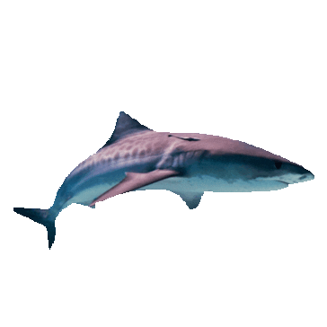 Shark Sticker by imoji