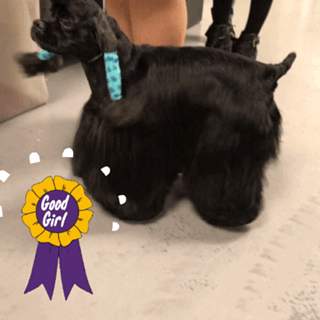 wkc2017 GIF by Westminster Kennel Club