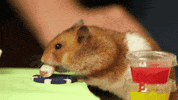 GIF by Giffffr