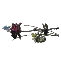 Flower Rose Sticker