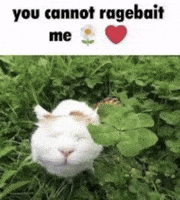 Cat Rage GIF