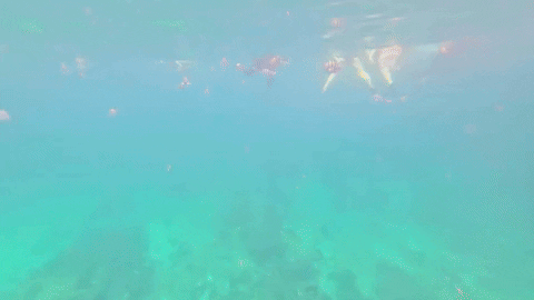 trining giphyupload GIF