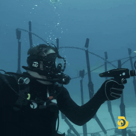GIF by Shark Week