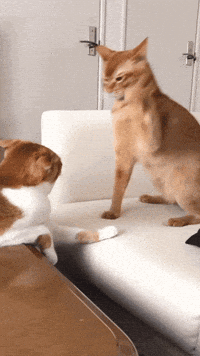 Cat Slap GIF