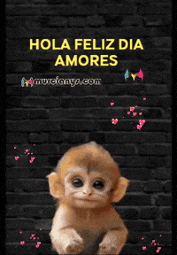 Feliz Amigos GIF by Murcianys LLC