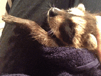 Racoon Hug GIF