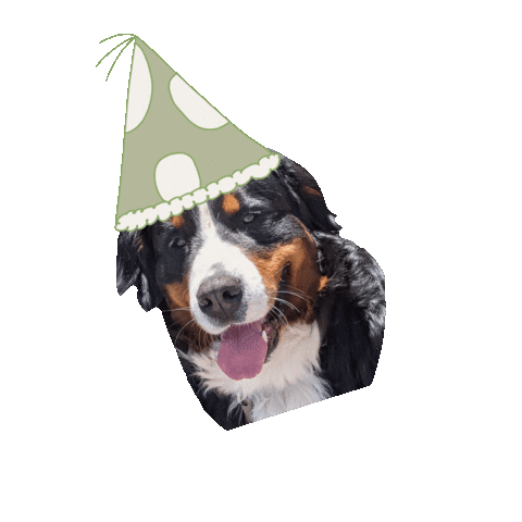 Mayabernesemountaindog giphyupload party dog aesthetic Sticker