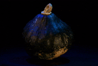 Sad Squash