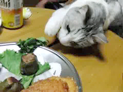Cat Food GIF