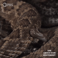 Cuddling Baby Snake GIF by PBS