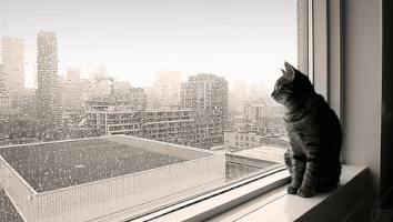 rain sunday GIF