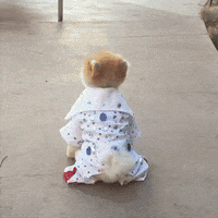 dog nothing GIF