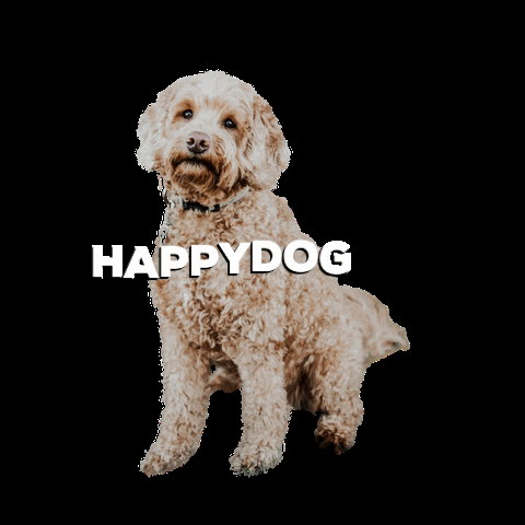 tHuisdiertje thuisdiertje happydog GIF
