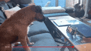 cheapcuts dog youtube internet videos GIF