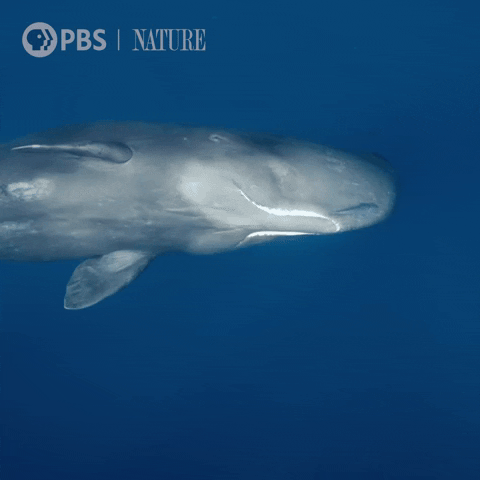 Sperm Whale Swimming GIF by Nature on PBS
