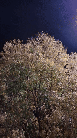 Simongip giphyupload GIF