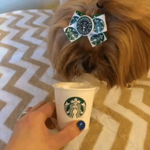 Pooch Enjoys First Puppuccino