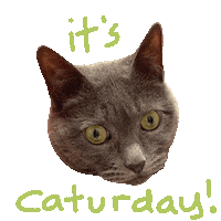 Grey Cat Sticker