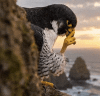 Bird Cleaning GIF
