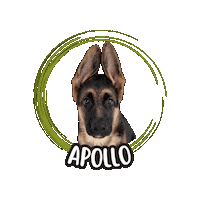 German Shepherd Apollo Sticker by Asilo per cani Dog'sMind