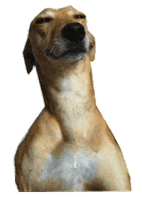 Sticker gif. Brown dog with short hair and a long neck has been edited to have its eyes blinking rapidly.