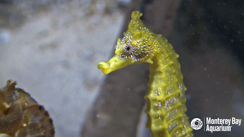 pacific seahorse GIF by Monterey Bay Aquarium