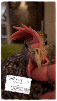 Chicken Hug GIF