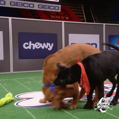 GIF by Puppy Bowl