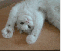 Cat Moving GIF