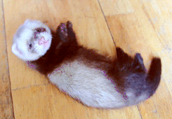 GIF animado