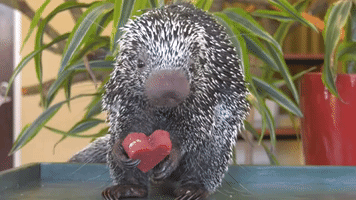 Brookfield Zoo Animals Enjoy Valentine’s Day Enrichment Treats