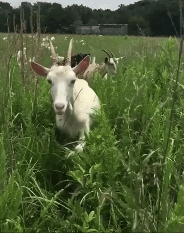 Close Up Reaction GIF by Modern Farmer