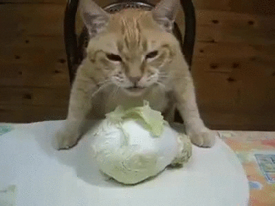 Cat Vegan GIF