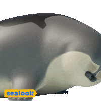 SEALOOK reaction fun laugh seal Sticker