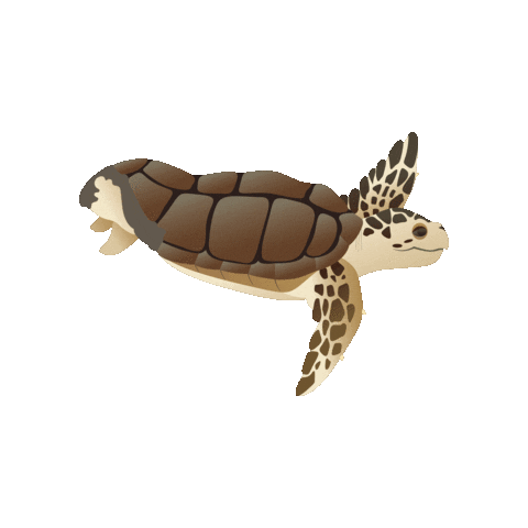 Sea Turtle California Sticker by Birch Aquarium at Scripps