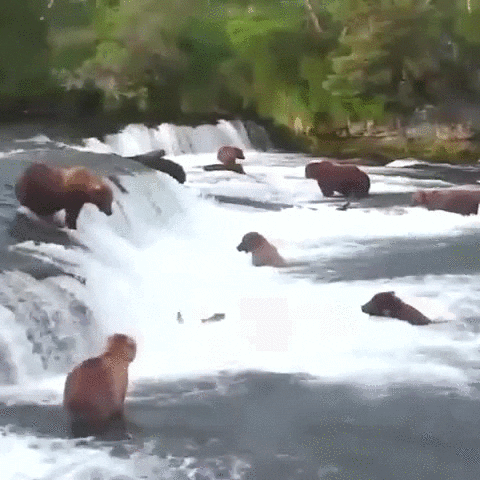 Fish Bears GIF