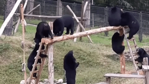 vietnam climbing GIF