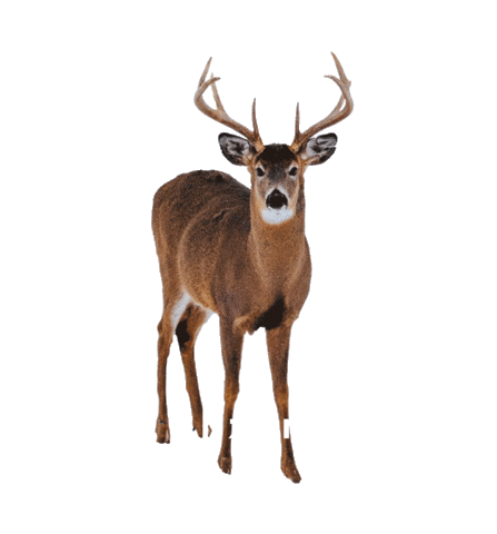 Deer Hunting Sticker by Dsoon