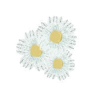 Daisy Sticker