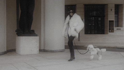 ouionestudio giphyupload poodle fashion walk oui one GIF