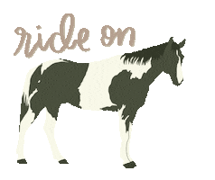 Paint Horse Sticker by Molly Virginia Photography