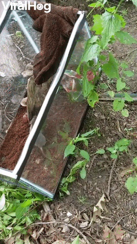 Rodent Finds Its Way to Freedom
